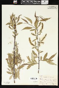 Salix amygdaloides image