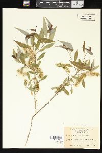 Salix amygdaloides image