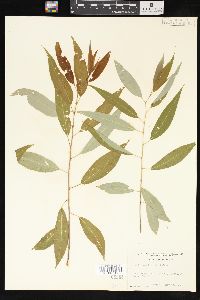 Salix amygdaloides image