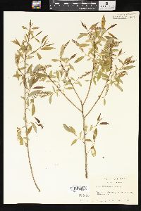 Salix amygdaloides image