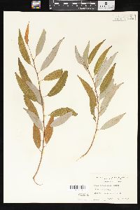 Salix amygdaloides image