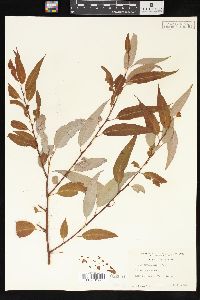 Salix amygdaloides image