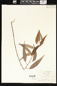 Salix amygdaloides image