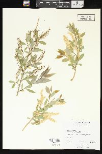 Salix amygdaloides image