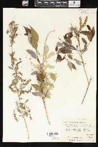 Salix amygdaloides image