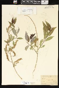 Salix amygdaloides image