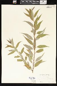 Salix amygdaloides image