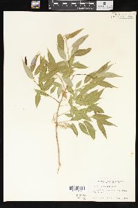 Salix amygdaloides image