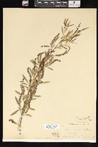 Salix amygdaloides image