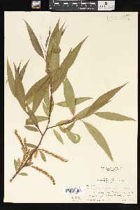 Salix amygdaloides image