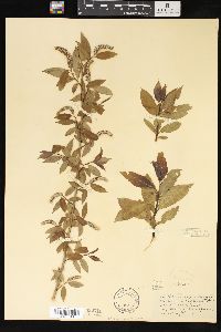 Salix amygdaloides image