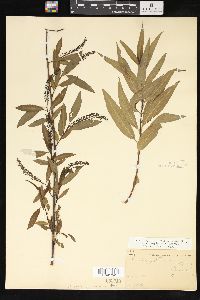 Salix amygdaloides image