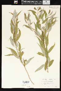 Salix amygdaloides image