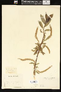 Salix amygdaloides image