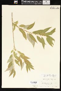 Salix amygdaloides image