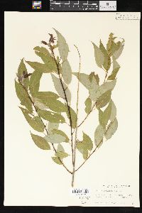 Salix amygdaloides image