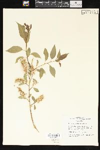 Salix amygdaloides image