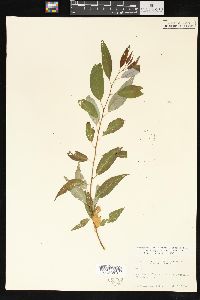 Salix amygdaloides image