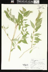 Salix amygdaloides image