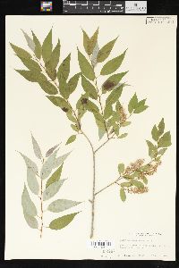 Salix amygdaloides image