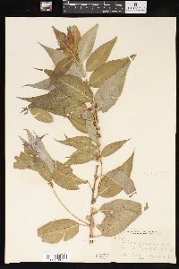 Salix amygdaloides image