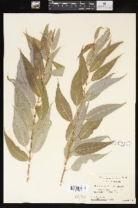 Salix amygdaloides image