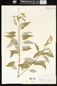 Salix amygdaloides image