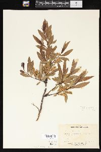 Salix arbusculoides image