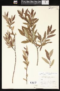 Salix arbusculoides image