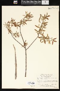 Salix arbusculoides image