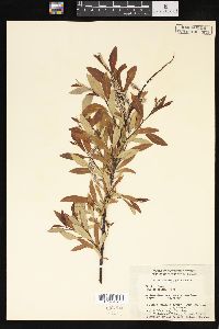 Salix arbusculoides image