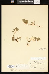 Salix arctica image