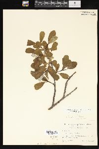 Salix arctica image