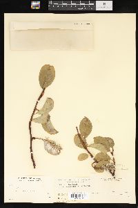 Salix arctica image