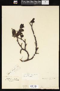 Salix arctica image