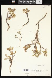 Salix arctica image