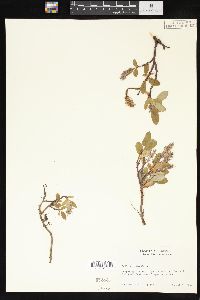 Salix arctica image