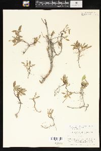 Salix arctica image