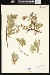 Salix arctica image