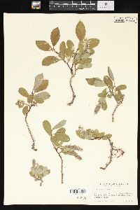 Salix arctica image