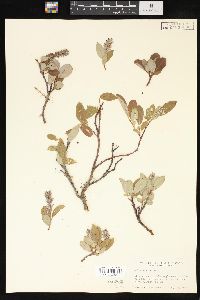 Salix arctica image