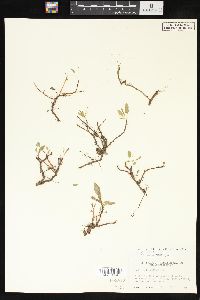 Salix arctica image