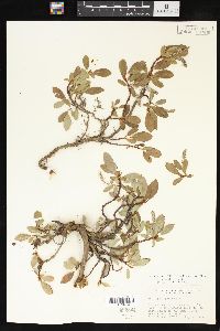 Salix arctica image