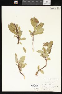 Salix arctica image