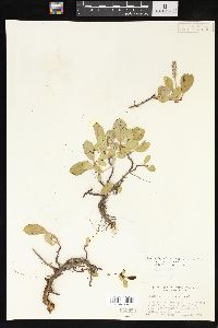 Salix arctica image