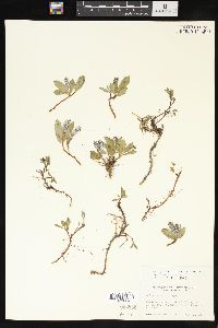 Salix arctica image