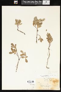 Salix arctica image