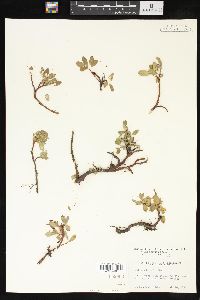 Salix arctica image