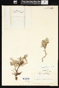 Salix arctica image