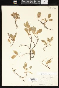 Salix arctica image